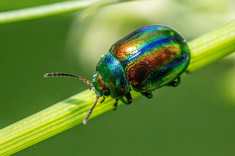 Dealing with pests