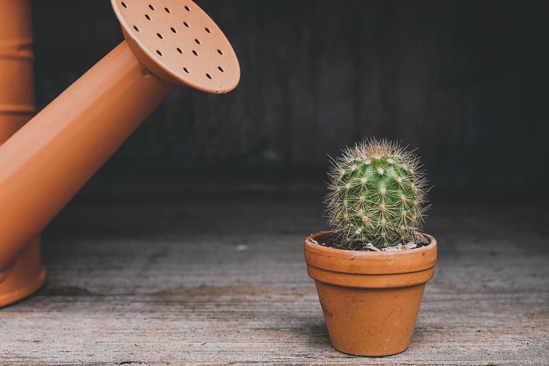Succulent Collection